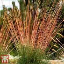 Festuca 'Sunrise' -Garden Plants Shop fest sun7