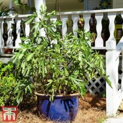 Fig 'Little Miss Figgy' -Garden Plants Shop fig little