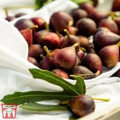 Fig 'Little Miss Figgy' -Garden Plants Shop fig little3