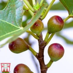 Fig 'Little Miss Figgy' -Garden Plants Shop fig little4