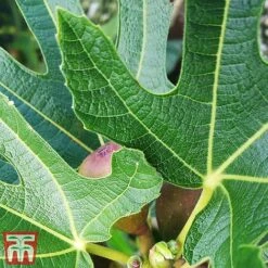Fig 'Little Miss Figgy' -Garden Plants Shop fig little6