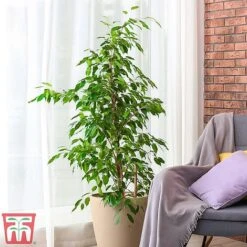 Ficus Benjamina 9 Ficus Benjamina -Garden Plants Shop fig1