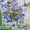 Agapanthus 'Fireworks' -Garden Plants Shop firework2