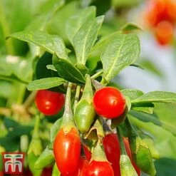 Goji Berry 'Sweet Lifeberry' -Garden Plants Shop goji2