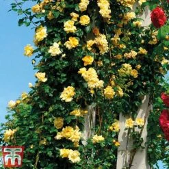 Rose 'Golden Showers' (Climbing) -Garden Plants Shop golden