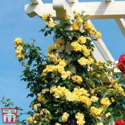 Rose 'Golden Showers' (Climbing) -Garden Plants Shop golden2