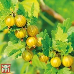 Gooseberry Giggles Collection -Garden Plants Shop goos gol a1