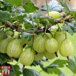 Gooseberry Giggles Collection -Garden Plants Shop goos gre b1
