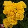 Rose 'Grandma's Rose' (Floribunda Rose) -Garden Plants Shop gran