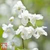 Halesia Carolina -Garden Plants Shop hale