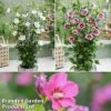Hibiscus 'Flower Tower Collection' -Garden Plants Shop hibi tower