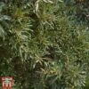 Hippophae Rhamnoides 'Hikul' -Garden Plants Shop hipp hik
