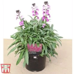 Erysimum 'Bowles Mauve' -Garden Plants Shop how