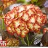 Hydrangea Macrophylla 'Light My Fire' -Garden Plants Shop hyd light T