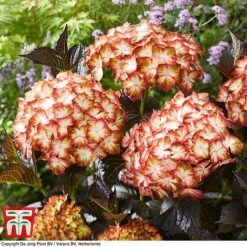 Hydrangea Macrophylla 'Light My Fire' -Garden Plants Shop hyd light T4
