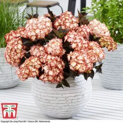Hydrangea Macrophylla 'Light My Fire' -Garden Plants Shop hyd light T5