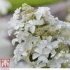 Hydrangea Paniculata 'Levana' 1 Hydrangea Paniculata 'Levana' -Garden Plants Shop hydr T63110 C
