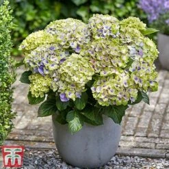 Hydrangea Macrophylla 'Magical Jewel' -Garden Plants Shop hydr22