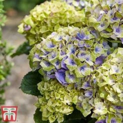 Hydrangea Macrophylla 'Magical Jewel' -Garden Plants Shop hydr31