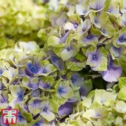 Hydrangea Macrophylla 'Magical Jewel' -Garden Plants Shop hydr42