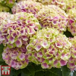 Hydrangea Macrophylla 'Magical Jewel' -Garden Plants Shop hydr7