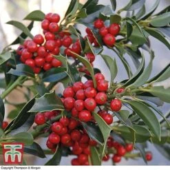 Holly 'Green Alaska' -Garden Plants Shop ilex gree a