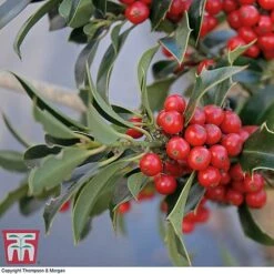 Holly 'Green Alaska' -Garden Plants Shop ilex gree b