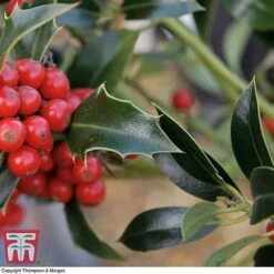 Holly 'Green Alaska' -Garden Plants Shop ilex gree c