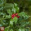 Holly 'Green Alaska' -Garden Plants Shop ilex gree d