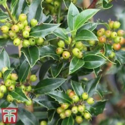 Holly 'Green Alaska' -Garden Plants Shop ilex gree f