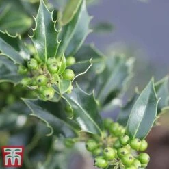 Holly 'Green Alaska' -Garden Plants Shop ilex green e