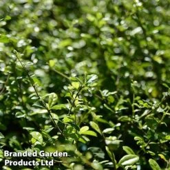Ilex Crenata 'Dark Green' -Garden Plants Shop ilexdarkgreen
