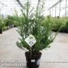 Ilex Crenata 'Dark Green' 1 Ilex Crenata 'Dark Green' -Garden Plants Shop ilexdarkgreen5L