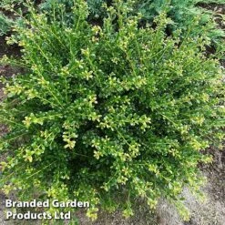 Ilex Crenata 'Glorie Dwarf' -Garden Plants Shop ilexglorie