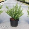 Ilex Crenata 'Glorie Dwarf' -Garden Plants Shop ilexglorie3L