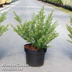 Ilex Crenata 'Glorie Dwarf'