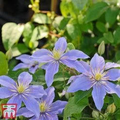 Clematis 'Justa' -Garden Plants Shop justa