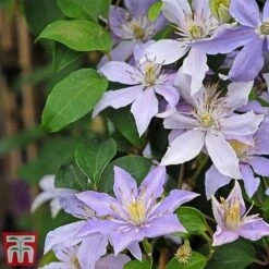 Clematis 'Justa' -Garden Plants Shop justa2