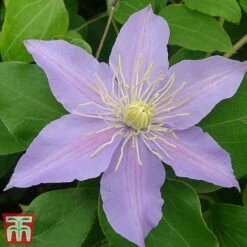 Clematis 'Justa' -Garden Plants Shop justa5
