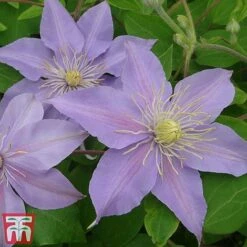 Clematis 'Justa' -Garden Plants Shop justa6