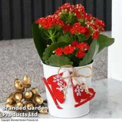 Christmas Kalanchoe - Gift -Garden Plants Shop kali2