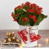 Christmas Kalanchoe - Gift 1 Christmas Kalanchoe - Gift -Garden Plants Shop kali3