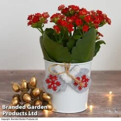 Christmas Kalanchoe - Gift -Garden Plants Shop kali4