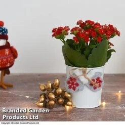 Christmas Kalanchoe - Gift -Garden Plants Shop kali5