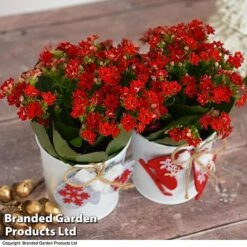 Christmas Kalanchoe - Gift -Garden Plants Shop kali6