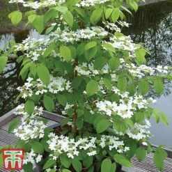 Viburnum Plicatum F. Tomentosum 'Kilimanjaro' -Garden Plants Shop kili3