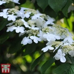 Viburnum Plicatum F. Tomentosum 'Kilimanjaro' -Garden Plants Shop kili4