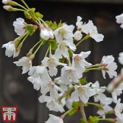 Prunus Incisa 'Kojo-No-Mai' -Garden Plants Shop kojo2