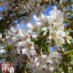 Prunus Incisa 'Kojo-No-Mai' -Garden Plants Shop kojo4