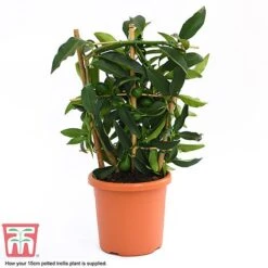 Kumquat - Citrus -Garden Plants Shop kumquat supplied